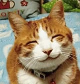 cat colon three