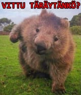täräytänkö