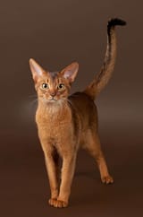 Abyssinian-cat-15