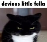 cat image 23