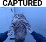 cat image 19