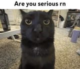 cat image 20