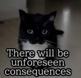 cat image 17