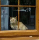 cat evil