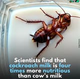ROACH MILK ROACH MILK ROACH MILK