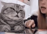 confussedcatto