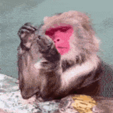 monkey-sassy