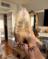 wahoo_on_these_bitches