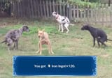 dogore