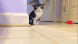 cute7