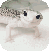 lizard