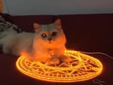 curse of the cat
