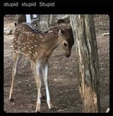 stupid