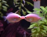 fish kiss
