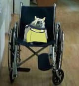 Kal kot crippled