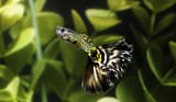 guppy-01