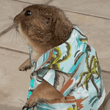 summer marmot