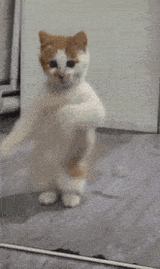 dancing-cat