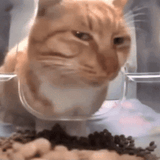 cat-cats