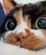 catto