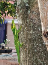 aero_anole