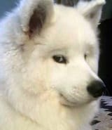 the dog is not amused