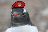 Gentoo Penguin Commander