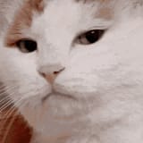 disappointed-cat