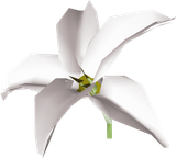 White_lily_detail