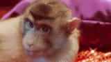 monkeyds