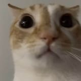 1733962341375249