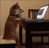 dog