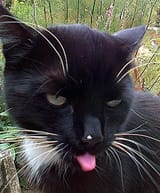 disbeliefblep