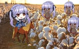 Cotton picking Essex