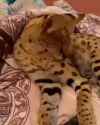 Quercus dies of cringe [sound=files.catbox.moe%2Fadgk6y.mp3]_thumb.jpg
