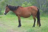 bellyhorse