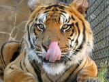 tiger-licking-lips-3161806