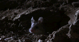 rat