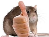 ratthumbsup