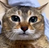 cat staring