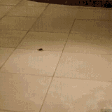 spider-broom