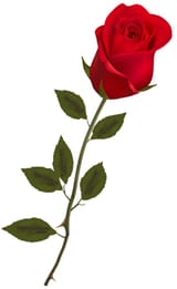 bestoki