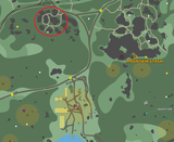 woods