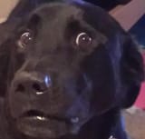 dog-spook