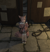 lostkitten