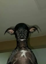 asura if he real