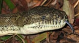 960px-Morelia_spilota_head