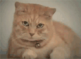 2006 gif