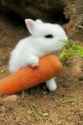 savage enjoys a carrot_thumb.jpg