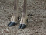 deer hooves